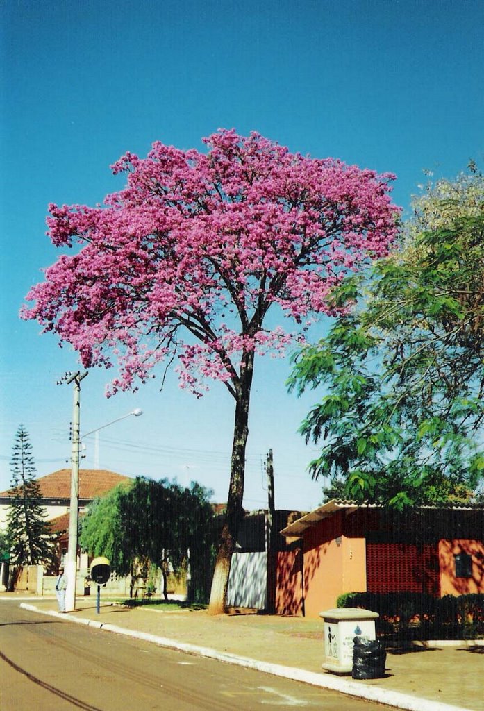 Ipê Rosa / Typical Brazilian Ipe tree by Tricardo