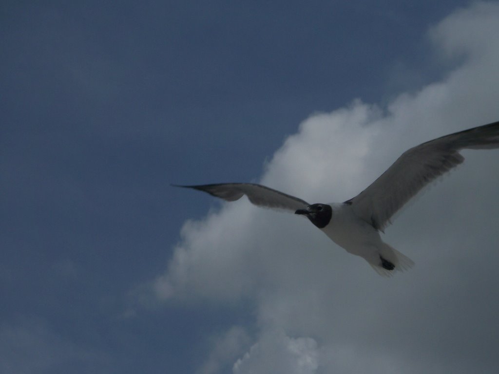 Flight of a Seagull by JLourenco