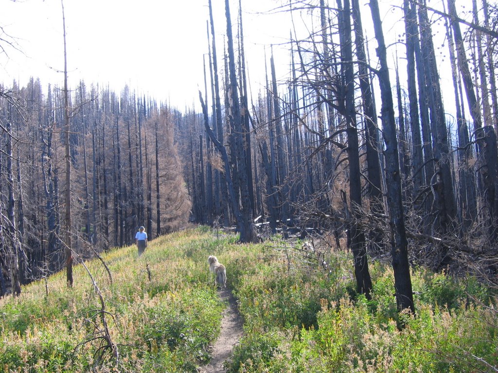 Gnarl Ridge Fire 1 year later 008 by Lee Fairchild