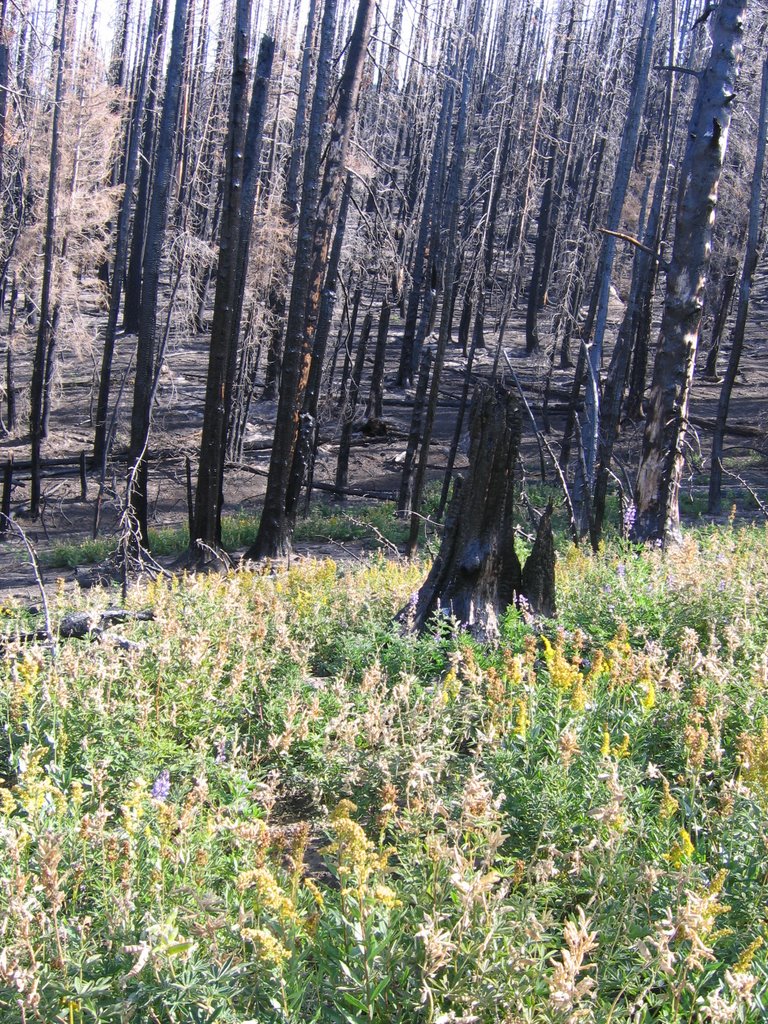 Gnarl Ridge Fire 1 year later 009 by Lee Fairchild