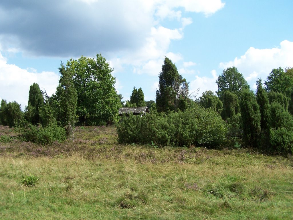 Lüneburger Heide by Lauber,S.