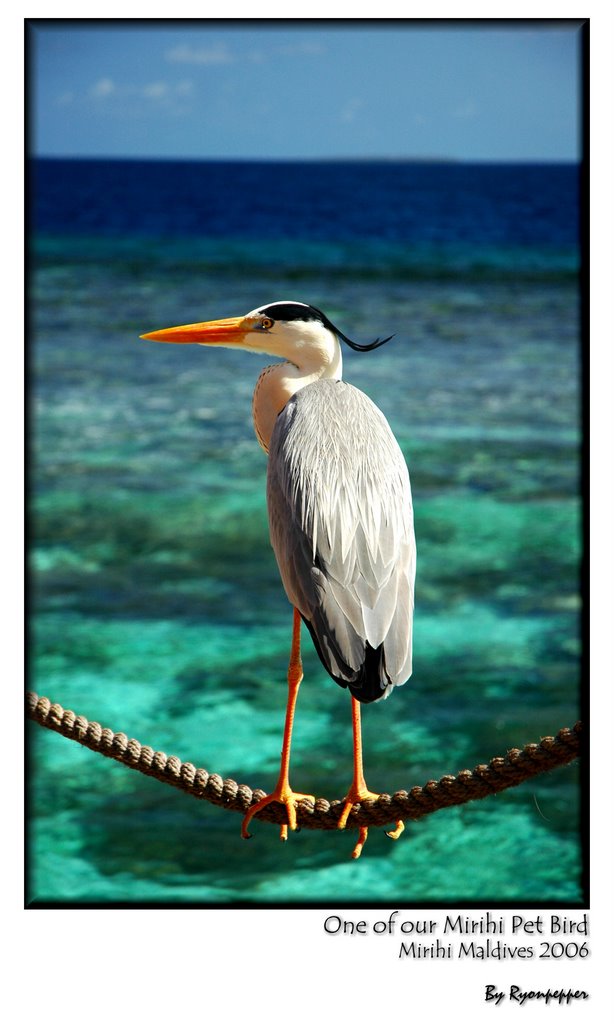 Mirihi Maldives Big Bird by wshixin