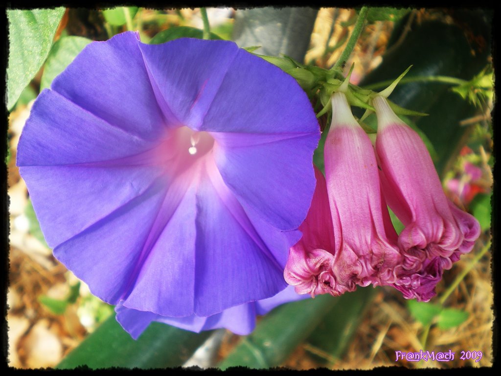 Ipomea Purpurea by paco.machin