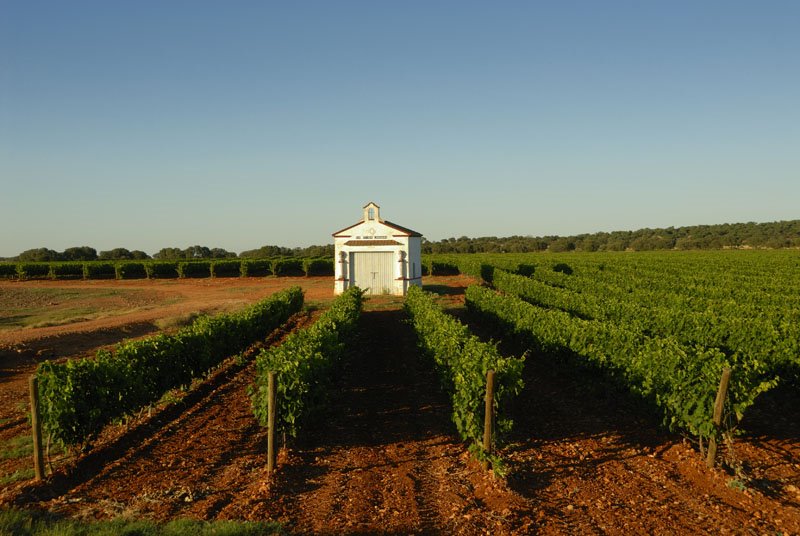 Llanos de Olivenza (district): Vineyards close to the Guadiana river, Bodega Puente de Ajuda winery by www.iberimage.com