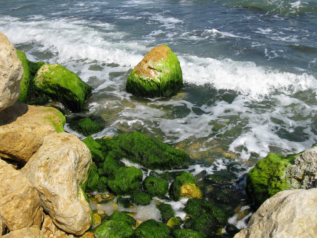 The green rocks by zaFleur