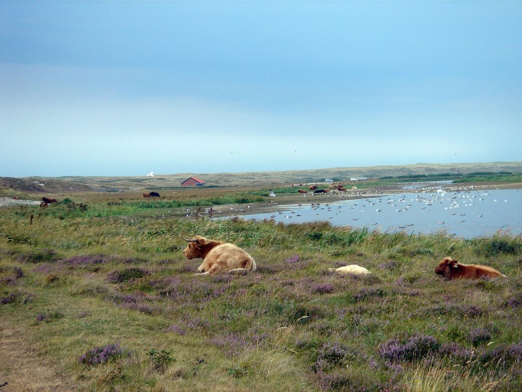 Texel - View NW on Wild Cows by txllxt TxllxT