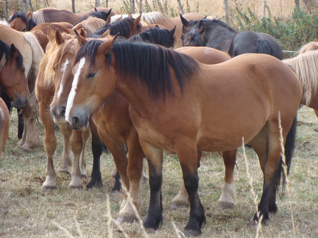 Feria caballo hispano-bretón by Beario