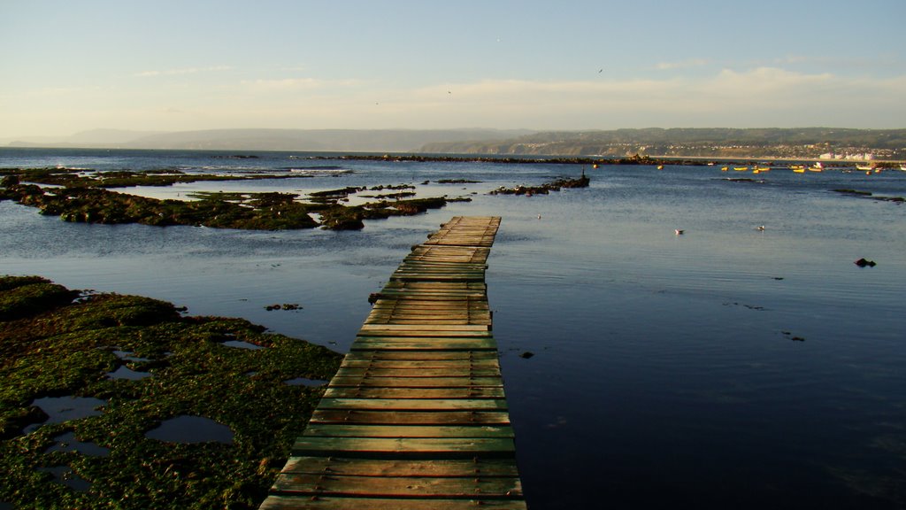 Algarrobo. by Mauricio Alvarado Pa…