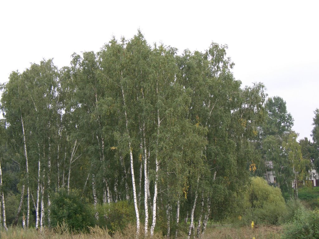 Березки/ Russian birches by Luttow