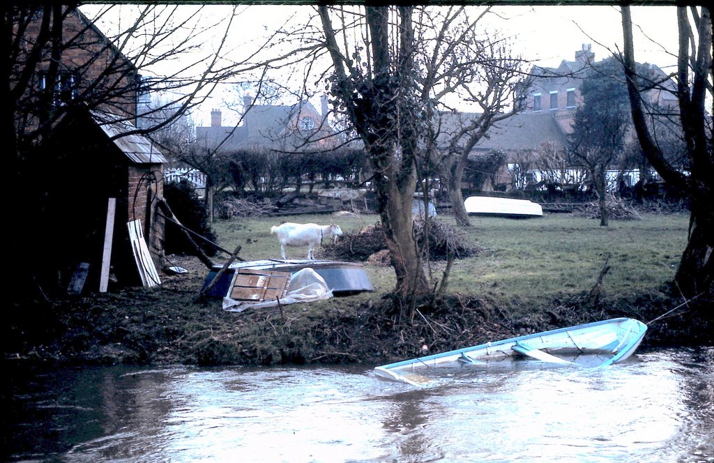 LOVE THE BOAT AND GOAT.. MARCH. NEWBURY 1972 by Al Walker