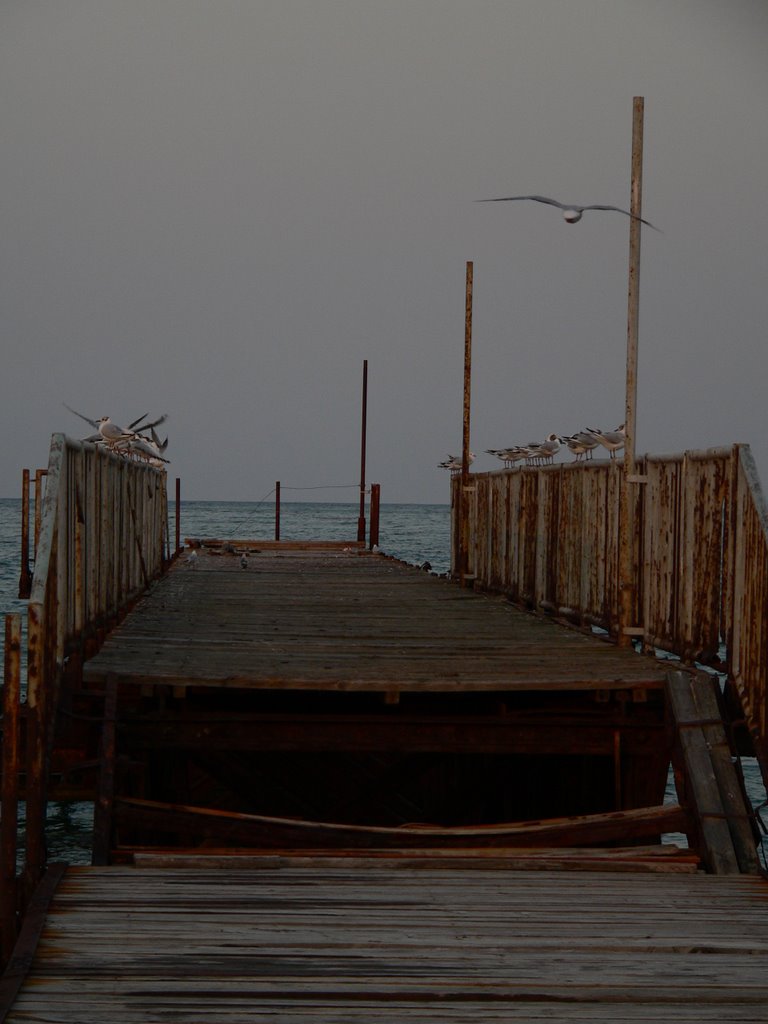 Sirály egy Stég- Gull Pier by Kaposvari Krisztina …