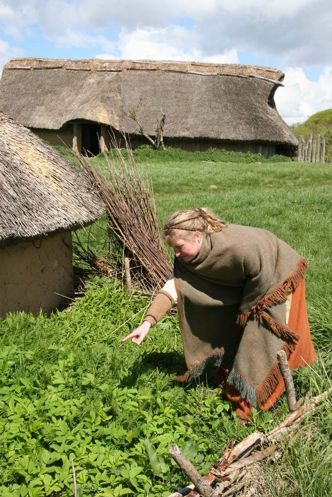 Selecting plants for dyeing, Iron Age Farm, Lejre, DK by Ian Stehbens