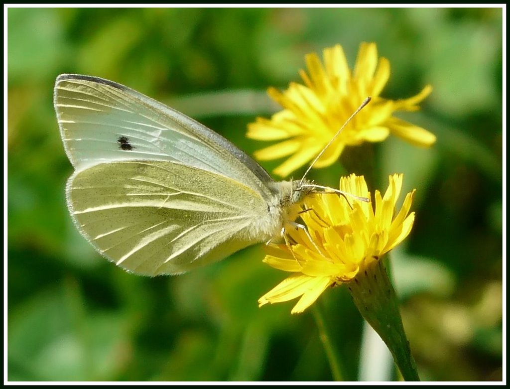 Großer Kohlweißling (Pieris brassicae) Large White by ©junebug