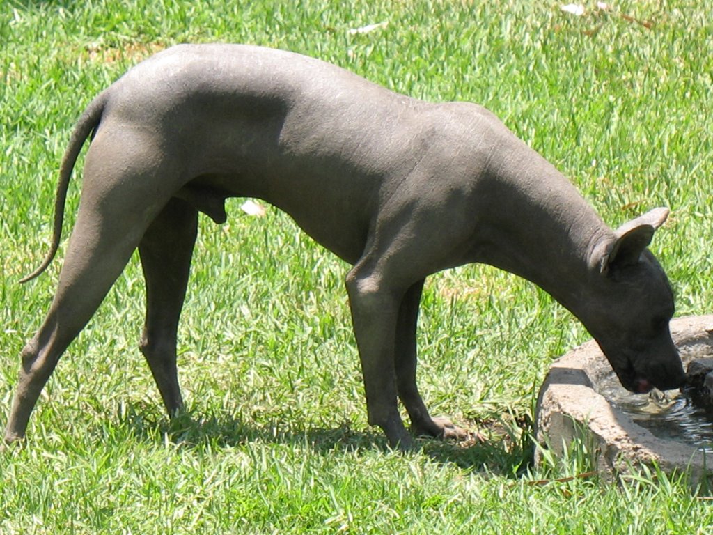 "Xoloitzcuintle" by Stefan Schweikert