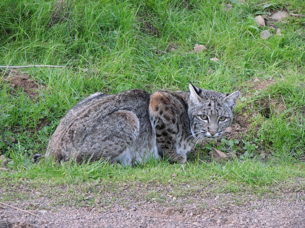 Bobcat by Alessia Spiga