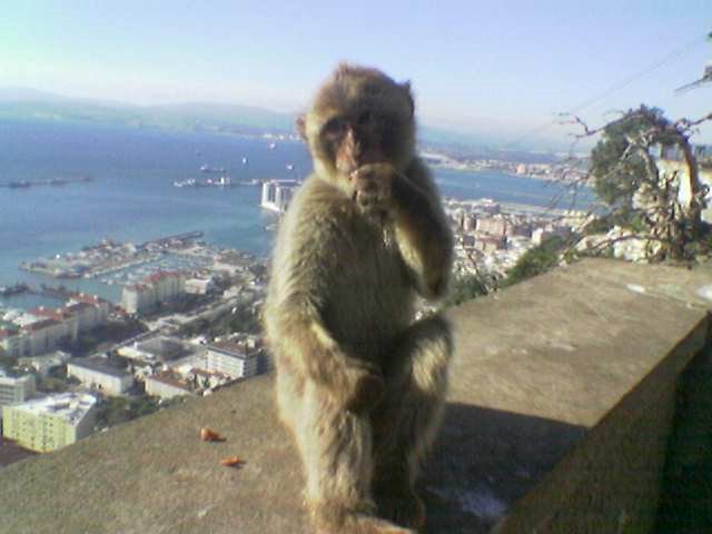 Apes- gibraltar by spengler7