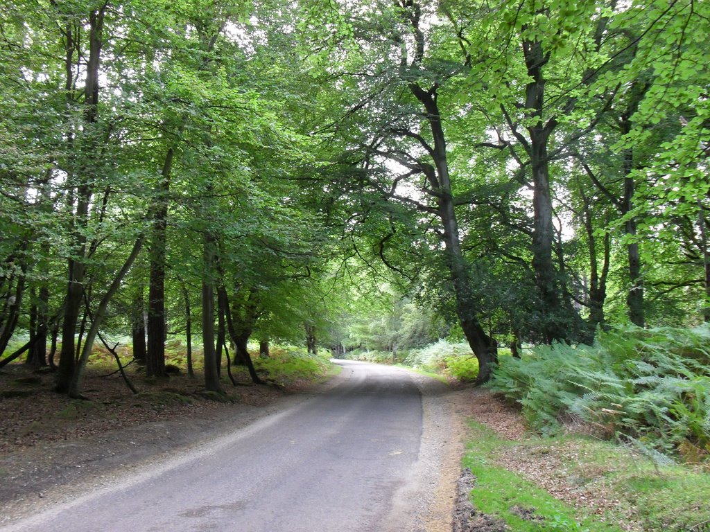 NEW FOREST, HAMPSHIRE, UK - NEAR KNIGHTWOOD SLADE by Elizabeth H. Roome