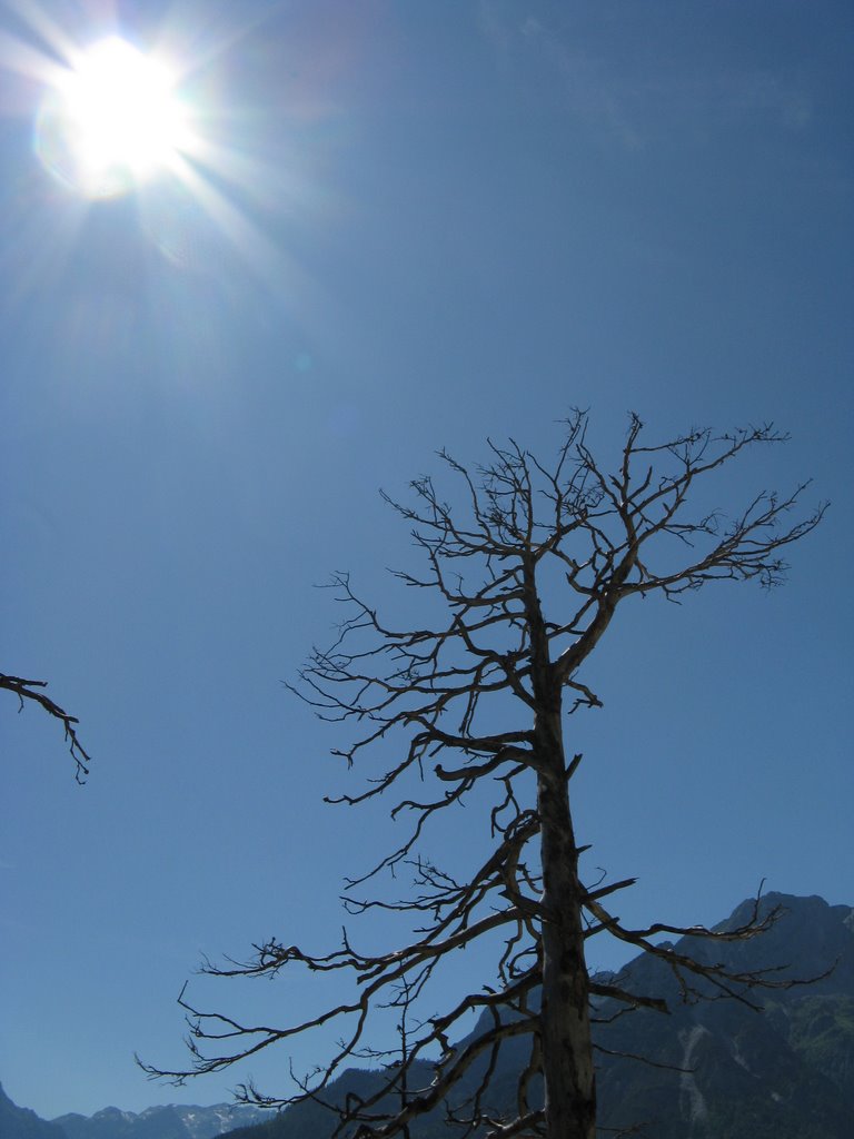 Dead tree near Werfen by Jeroen Verburg