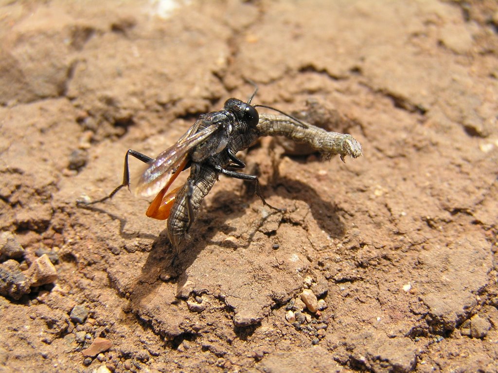 Teno Alto, Tenerife by José G. Reyes