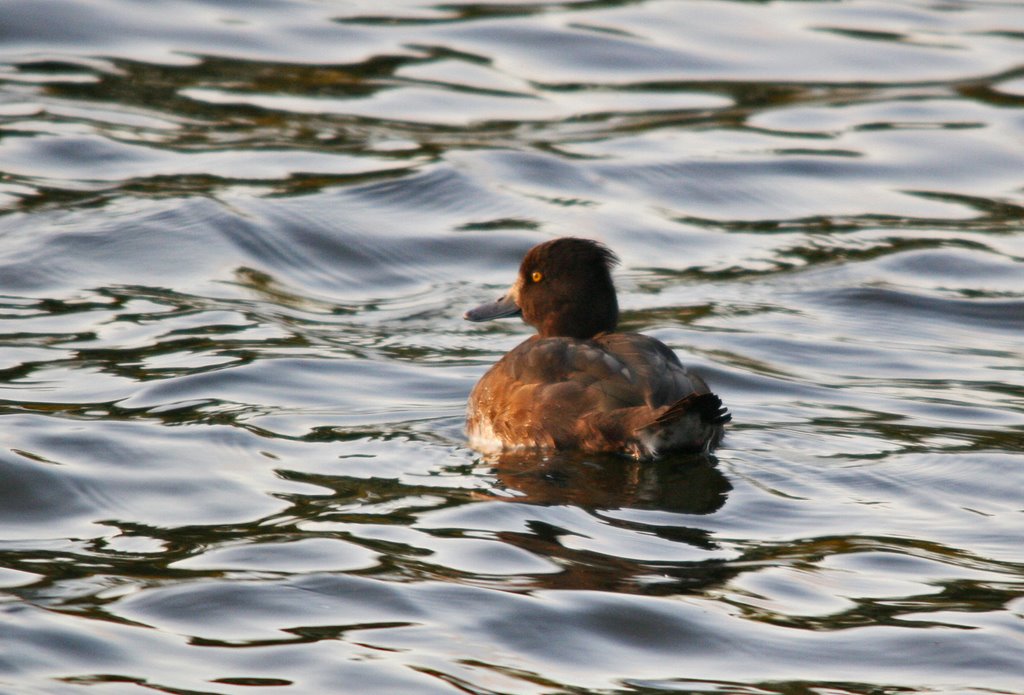 Tufted Duck Lit By Low Sun by D Belton