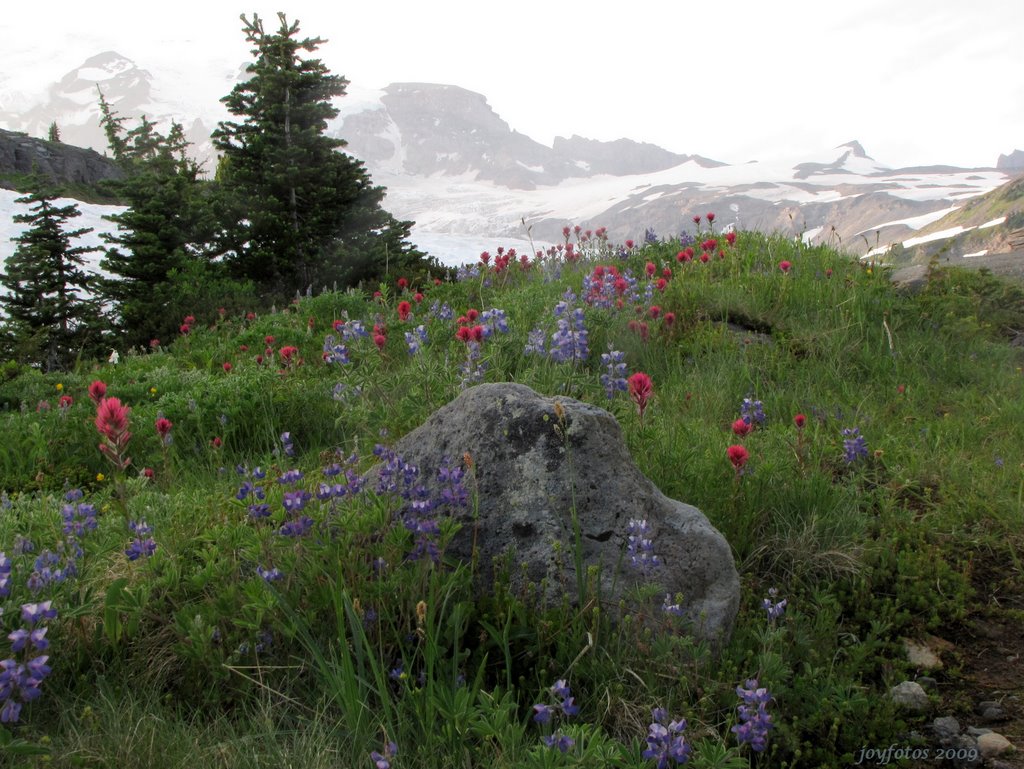 Lupines & Magenta Paintbrush near the Summit of the Alta Vista Trail by joyfotos