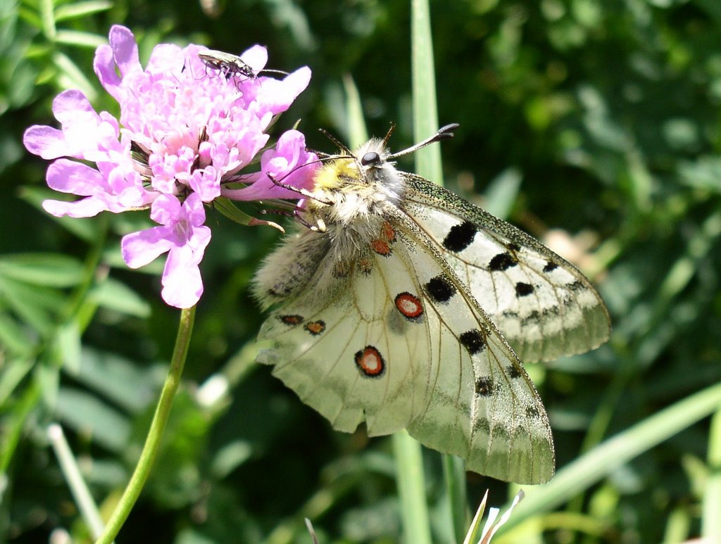 Mariposas de Andorra. Parnassius apollo. Para Lourdes. by mundele.