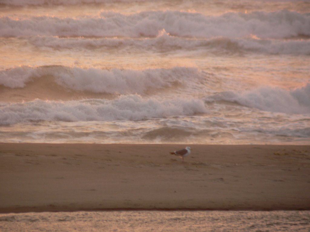 Lone seabird by Rebecca Schie