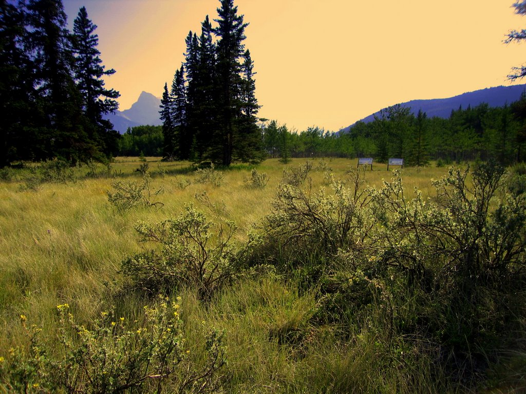 Dry Grasslands And Shrublands - Different Vegetation on the Kootnenay Plains in the Rain/Snow Shadow of the Rocky Mountains West of Nordegg AB by David Cure-Hryciuk