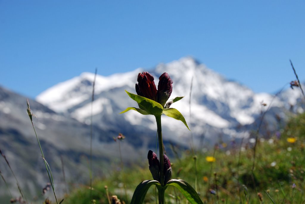 Purper Gentian and Weisshorn by Qwarkje