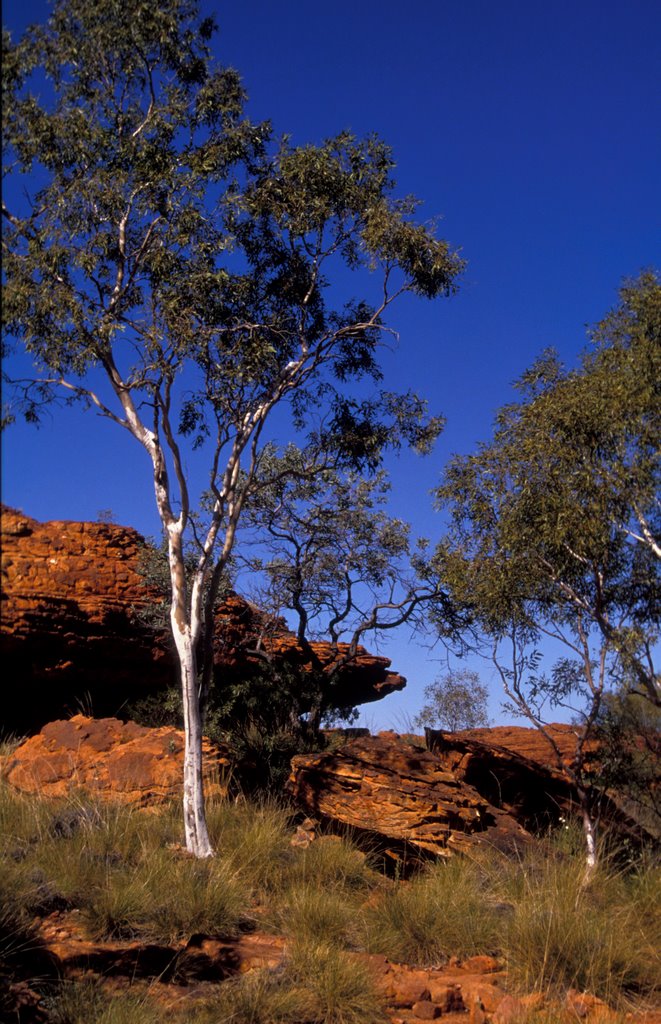 Ghostgum, Kings Canyon by a.a.4061