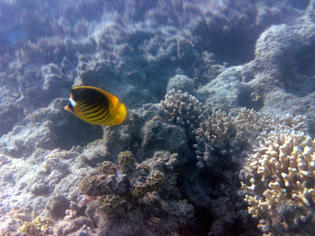 Striped Butterflyfish, Zetouna by Neil Hoskins