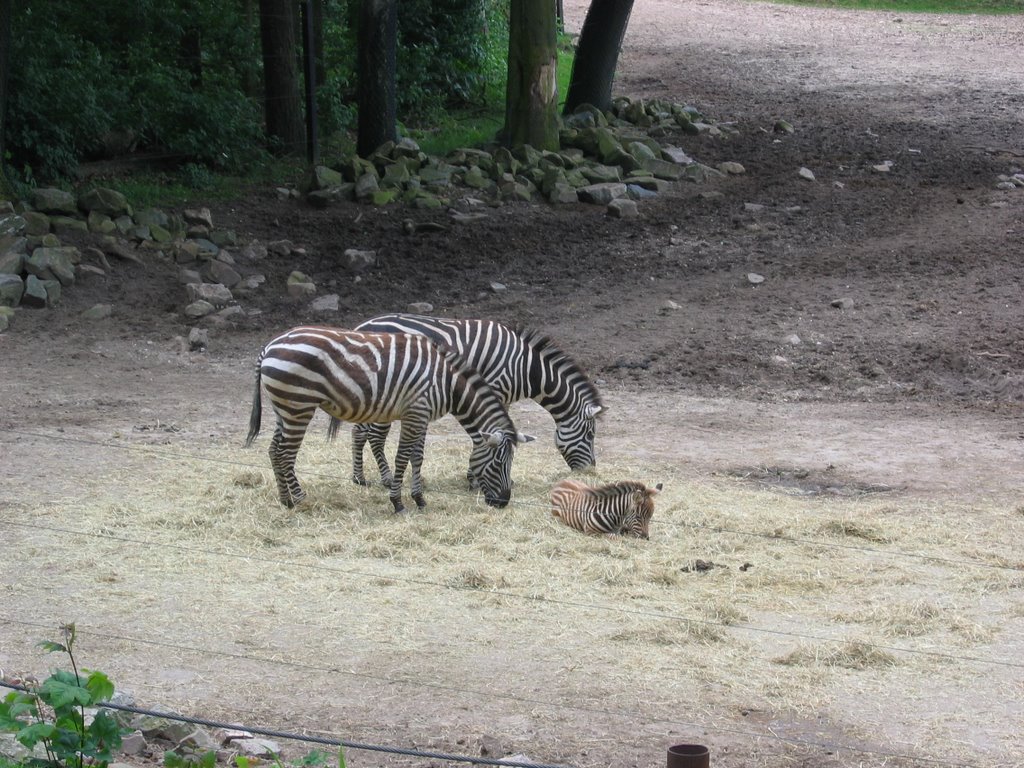 Zebra by Tampert