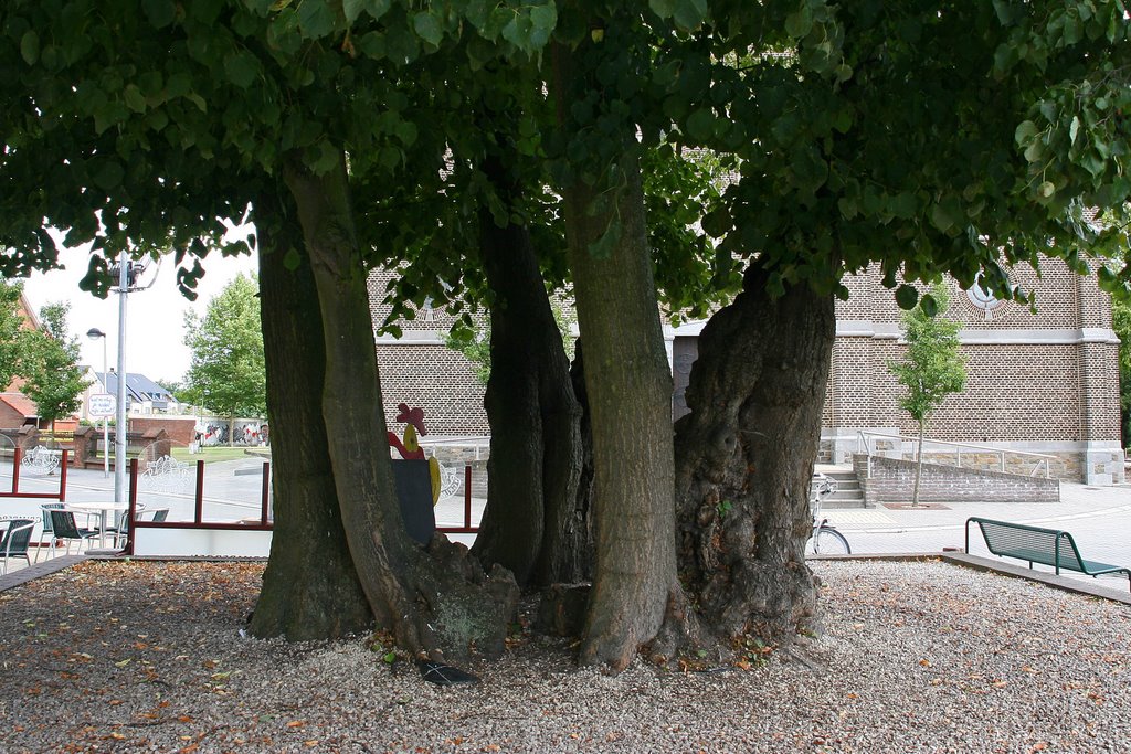 Oude Linde te Overpelt / Old Lime tree in Overpelt (Belgium) DETALS: SEE COMMENTS by Vincent Mauritz