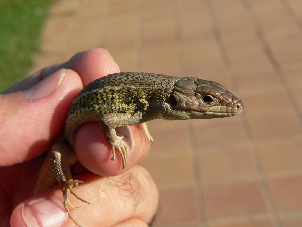 Diferentes vistas del Lagarto ocelado (Lacerta lepida), by Jose Luis hernandez …