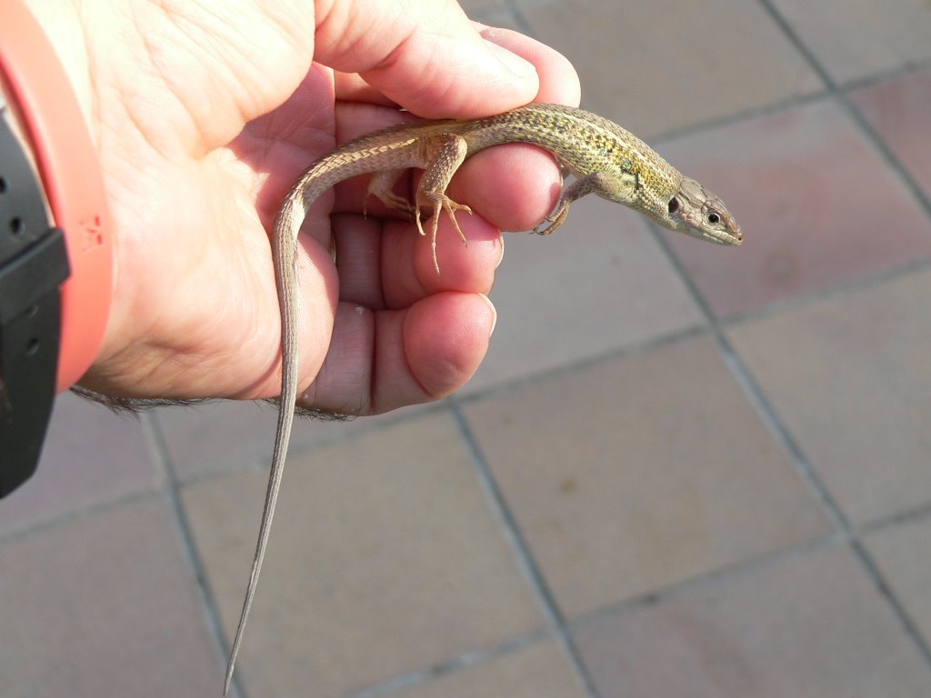 Diferentes vistas del Lagarto ocelado (Lacerta lepida), by Jose Luis hernandez …