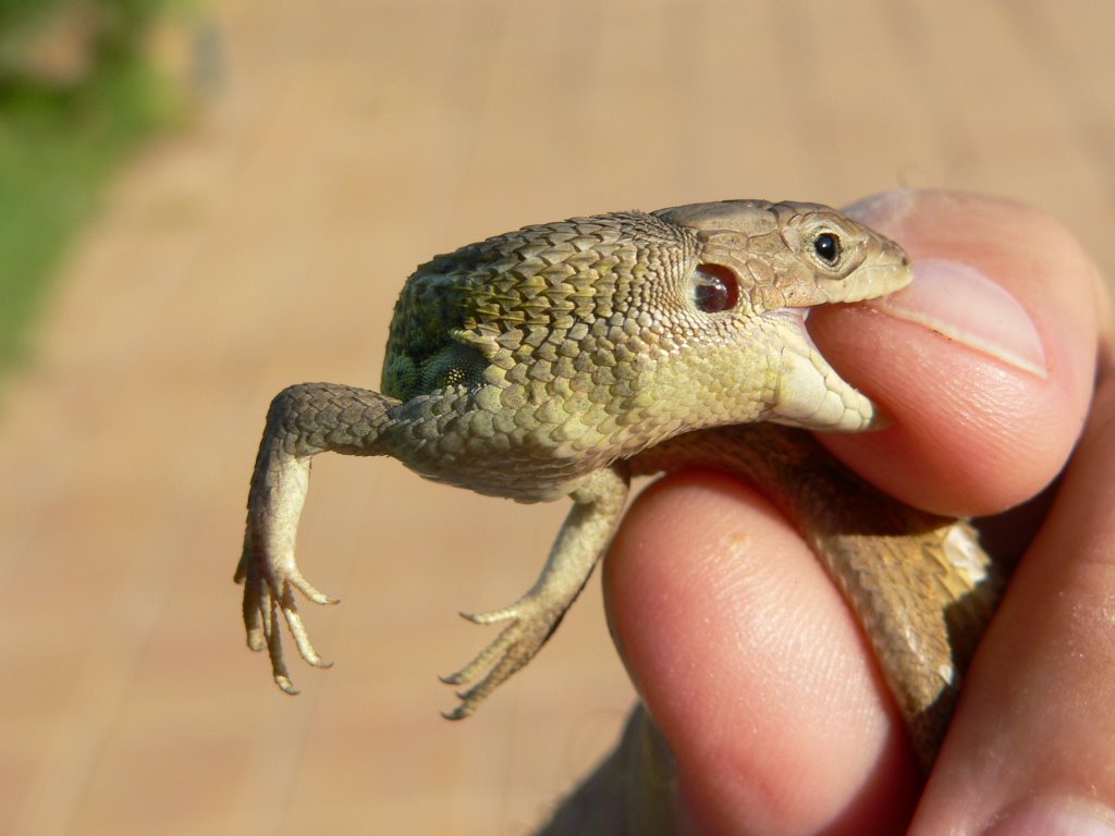 Diferentes vistas del Lagarto ocelado (Lacerta lepida), by Jose Luis hernandez …