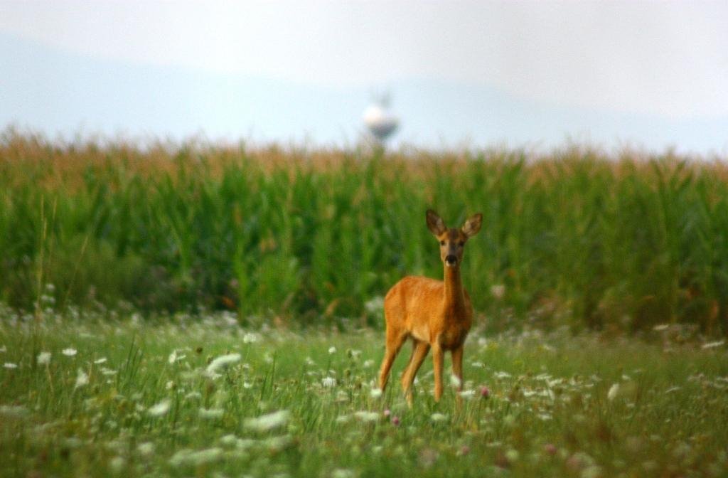 Capreolus capreolus by Július