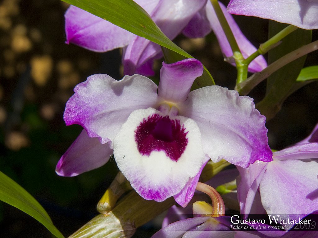 Orquidea by Gustavo Whitacker