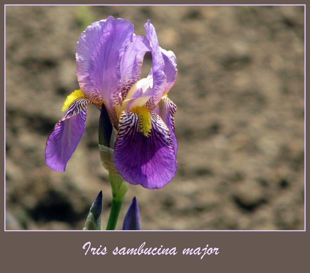 Iris sambucina by Linda De Volder