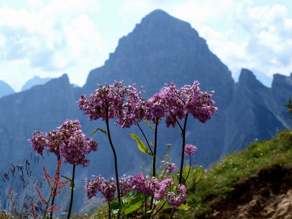 Fiori con il Sassolungo di Cibiana dal M.Rite by OrazioFerdin