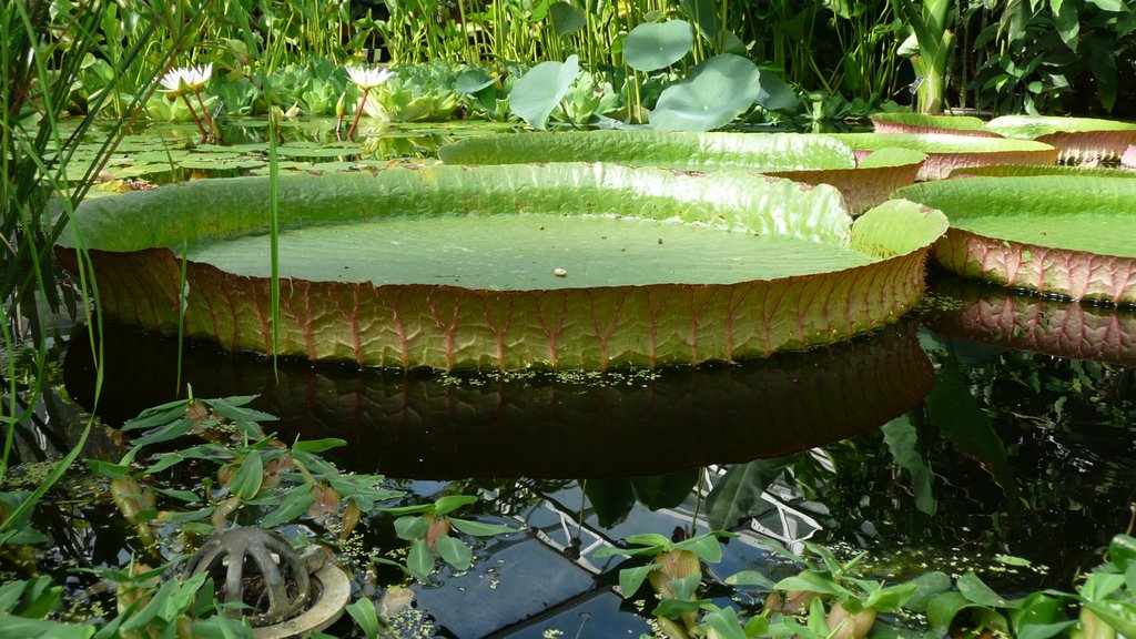 Giant lilies by MHCharlton