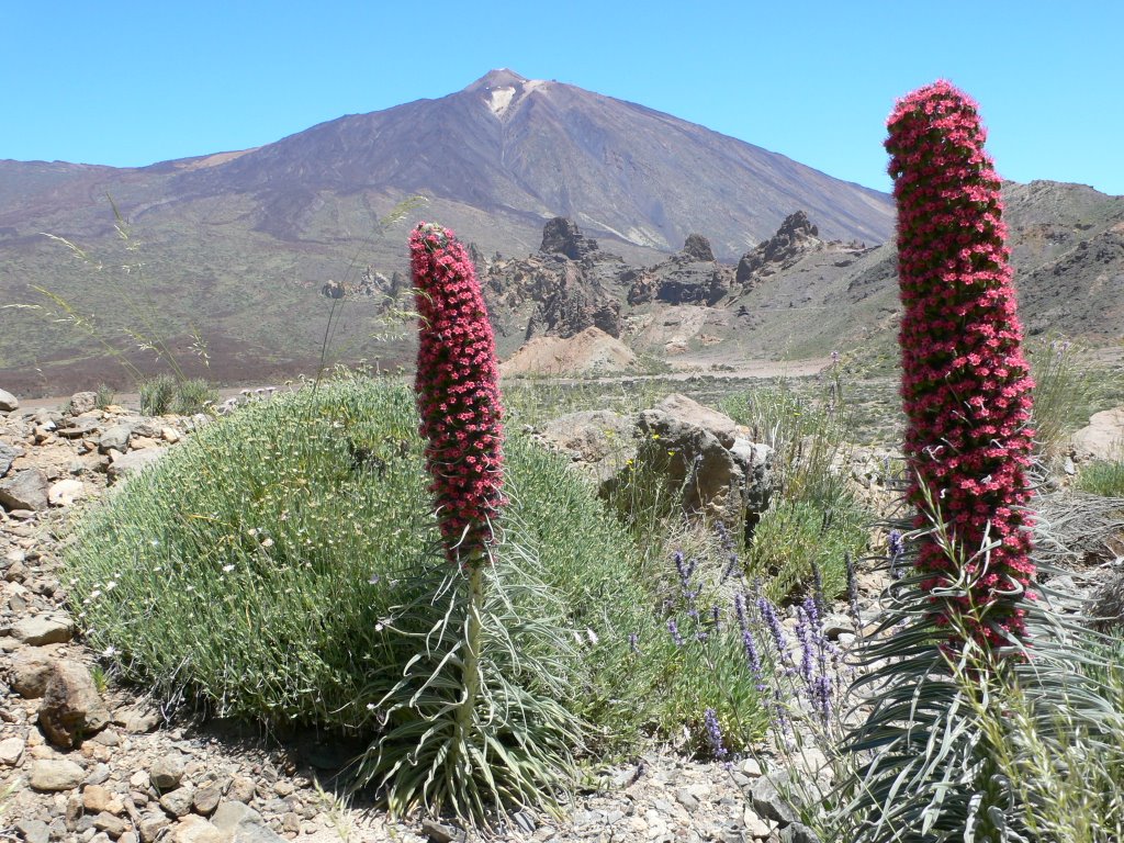 Tajinastes y Teide by Cristo Reyes