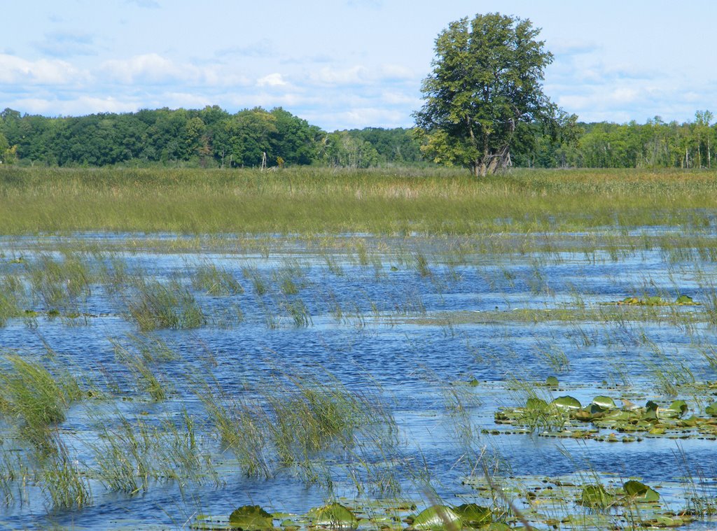 Carlos Avery State Wildlife Management Area, on the border between Linwood and Columbus, Minnesota by © Tom Cooper