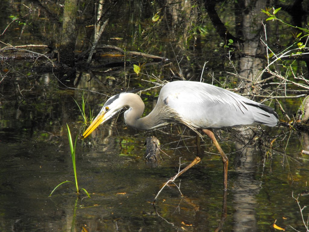 Blue Heron in Congaree NP by Hessencop