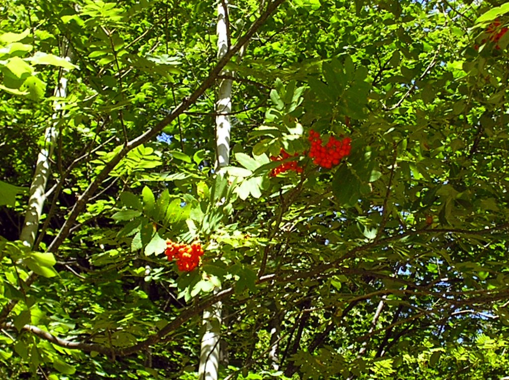 Sorbus aucuparia L by tony carajillo