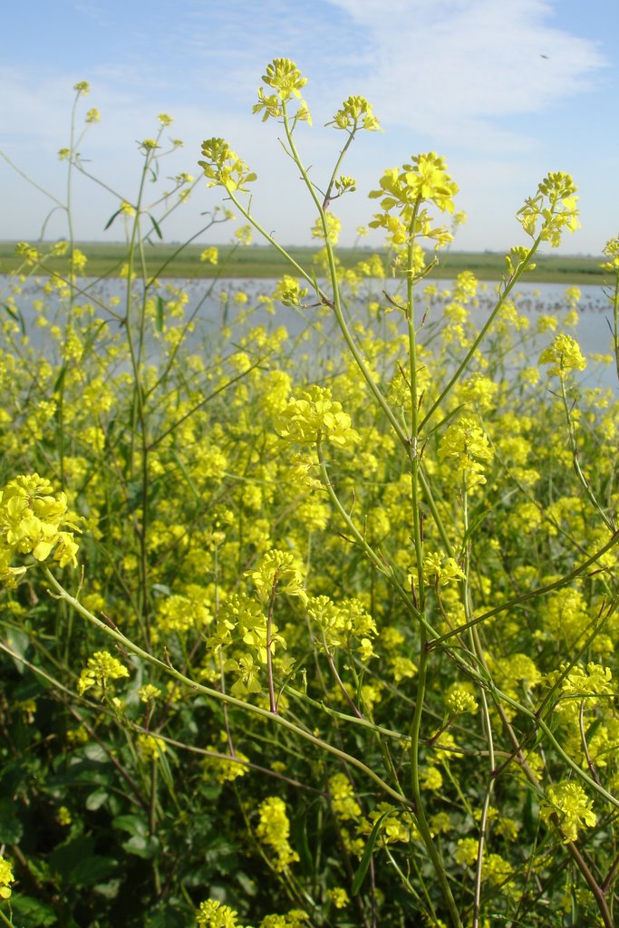 Gele bloemen bij vogelkijkplaats Oostvaardersplassen by Tjaart Molenkamp