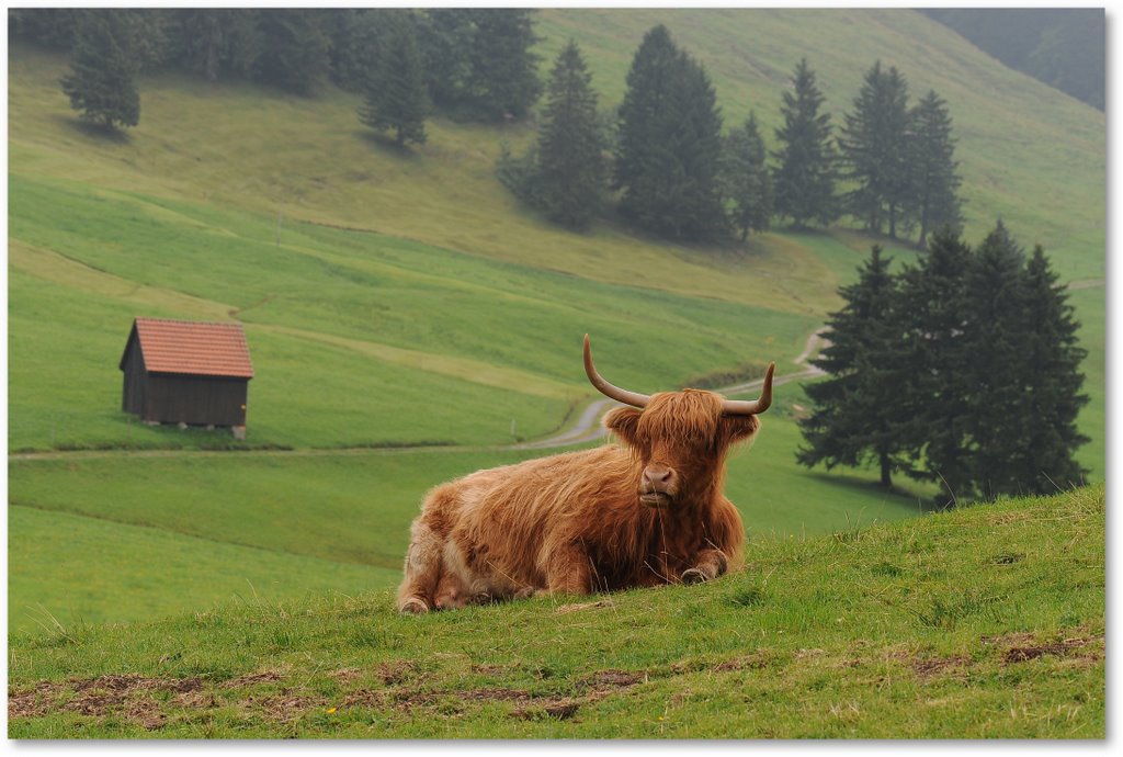 Was heißt ich schau doof, ich cow doch nur! by © Sonny☼Funny