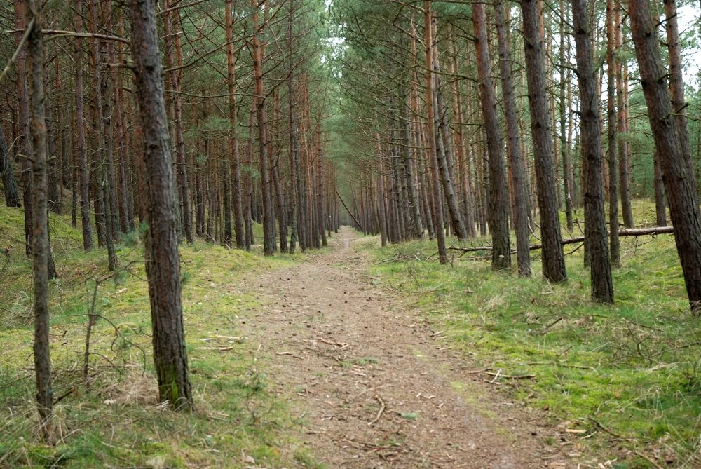 Forrest on Sobieszewo Island by wandzioh