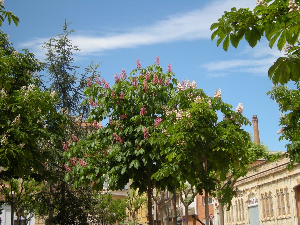 Reus, un Arbol floreciendo by My Perspective