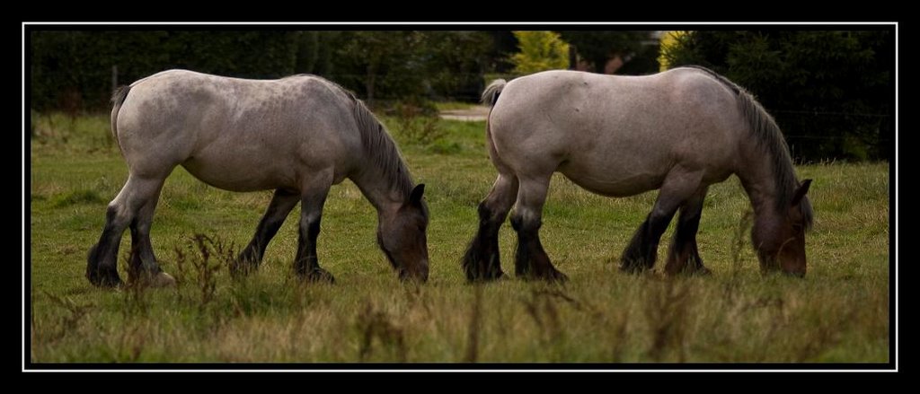 Horses along the Mark (river) by alexd1967